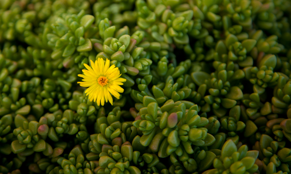 lone flower-3