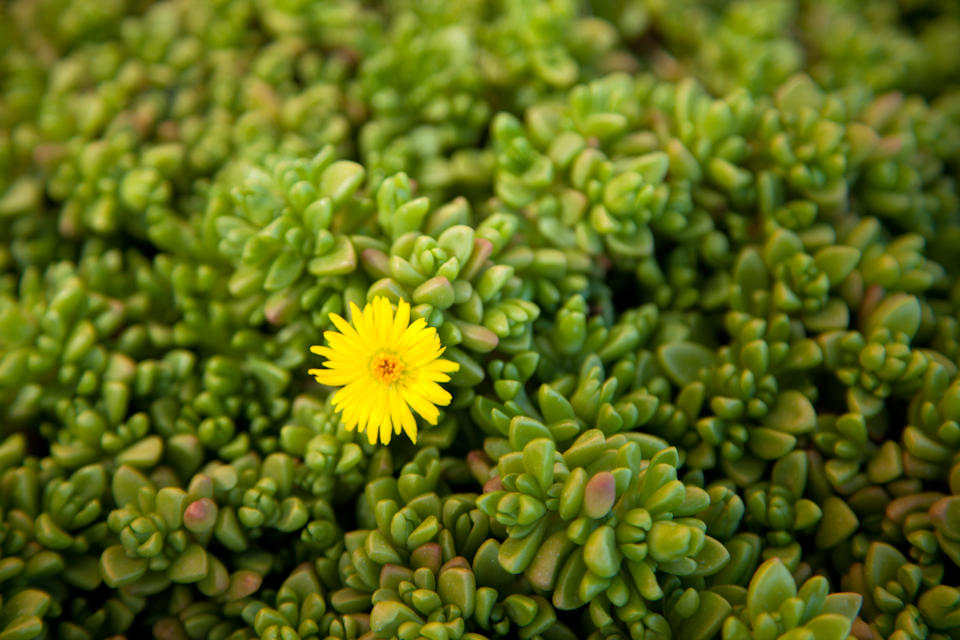 Desert Flower