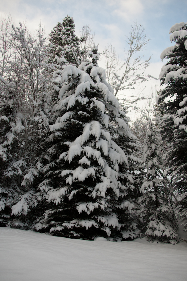 snowy tree