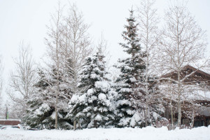 Snow Covered Pines