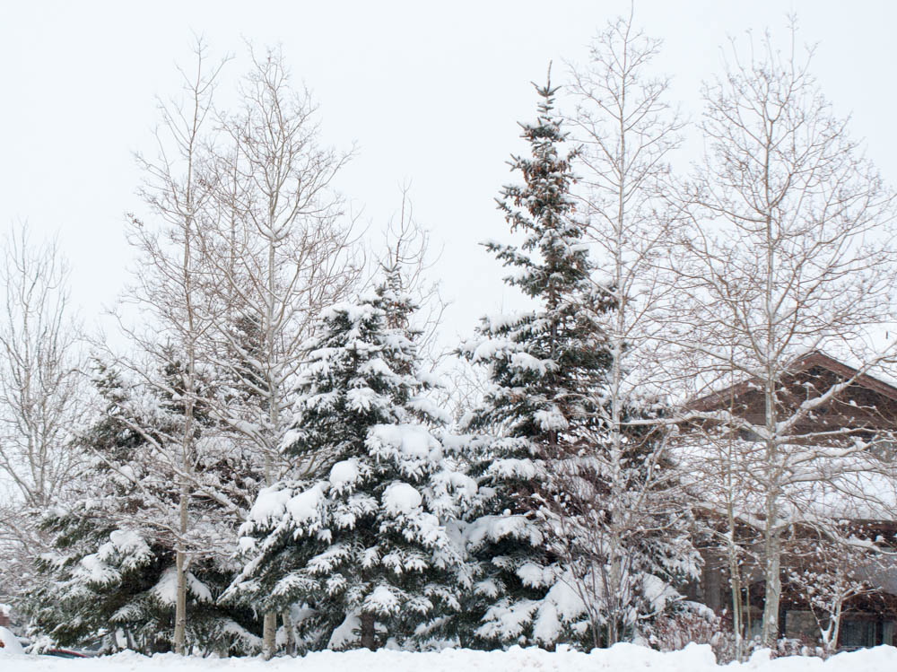 Snow covered pines