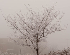 Snow Covered Tree