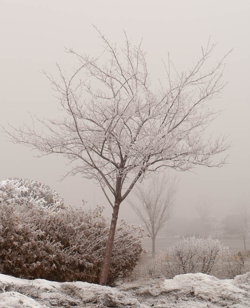 snowy tree-3