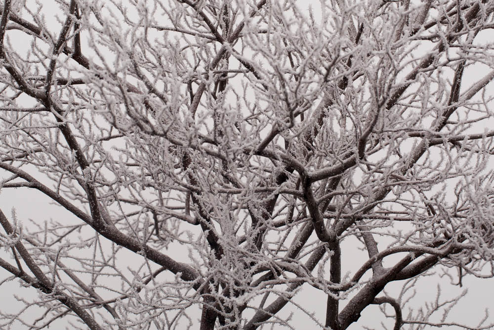 snowy tree