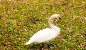 Swan