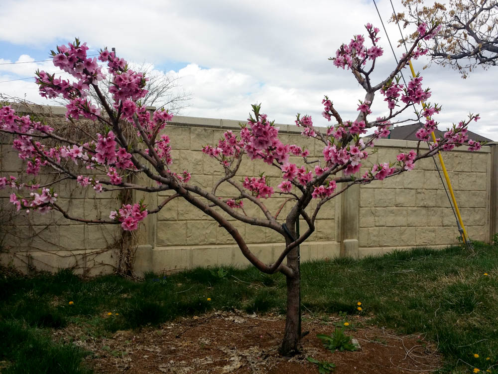 Peach tree-1