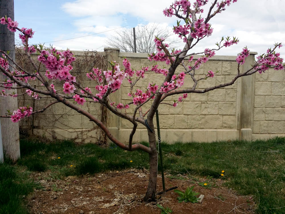 Blossoms