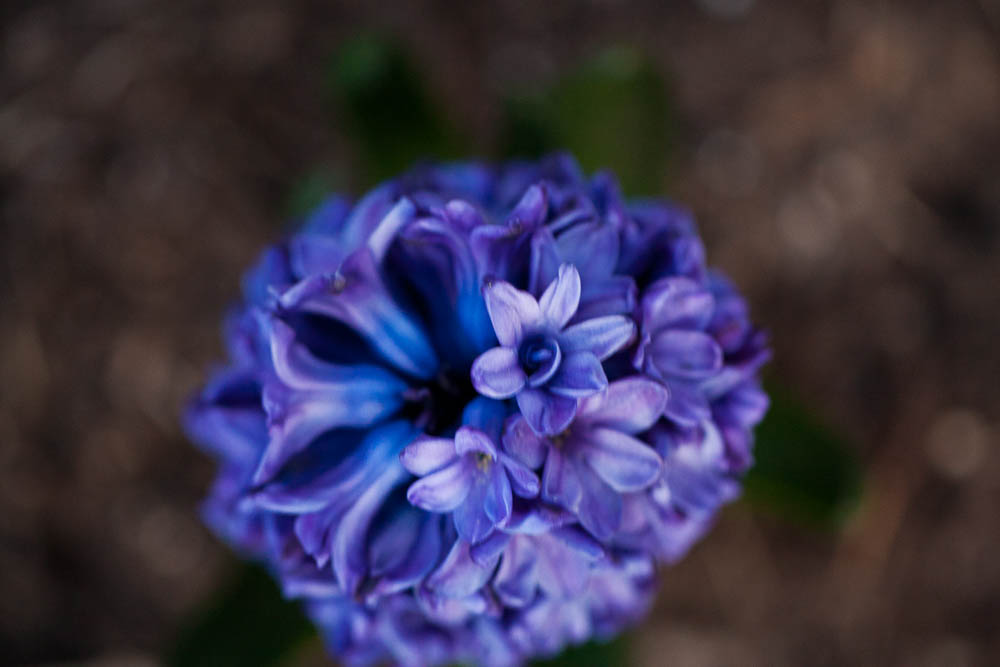 blue flower-2