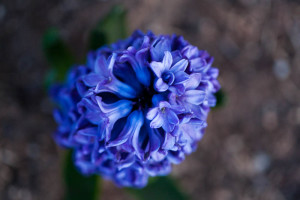 Blue Flower