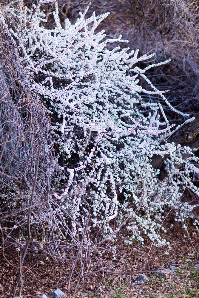 flower amoung leafless