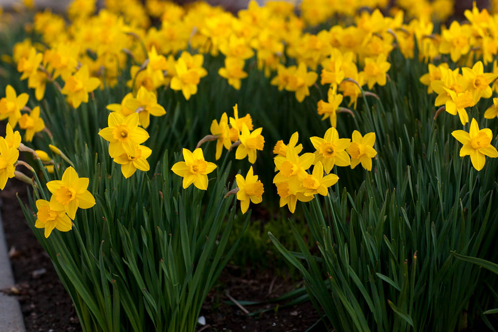 yellow flowers-2