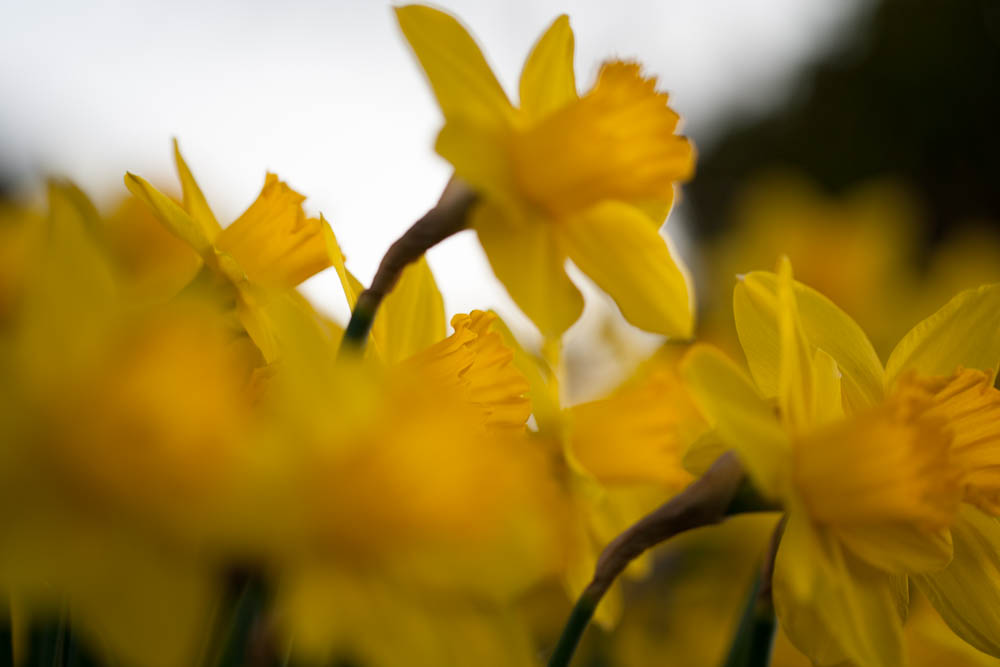 yellow flowers-3