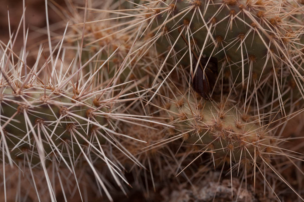 Prickly-2