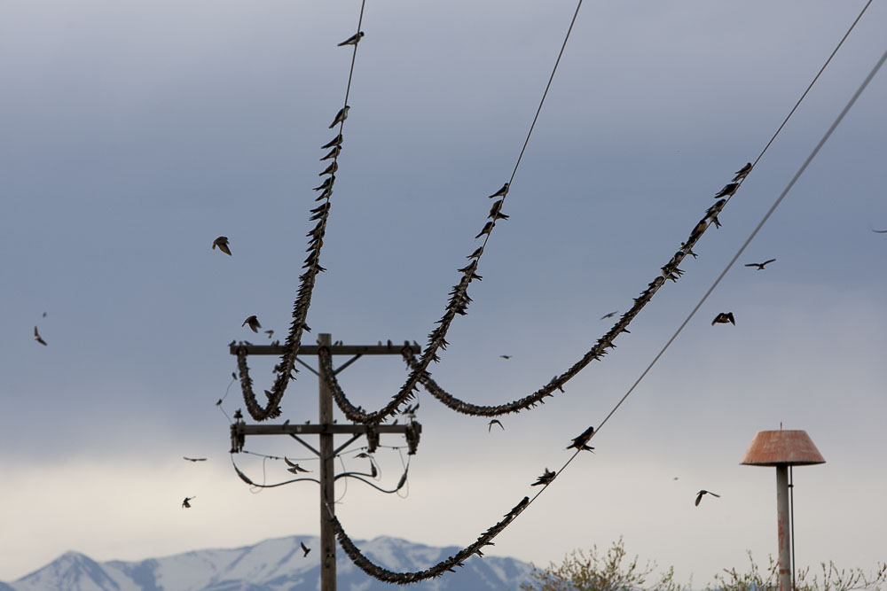 Bird on a wire