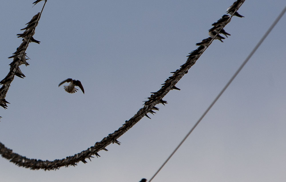 bird on a wire-2