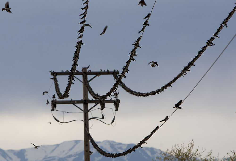 bird on a wire-3