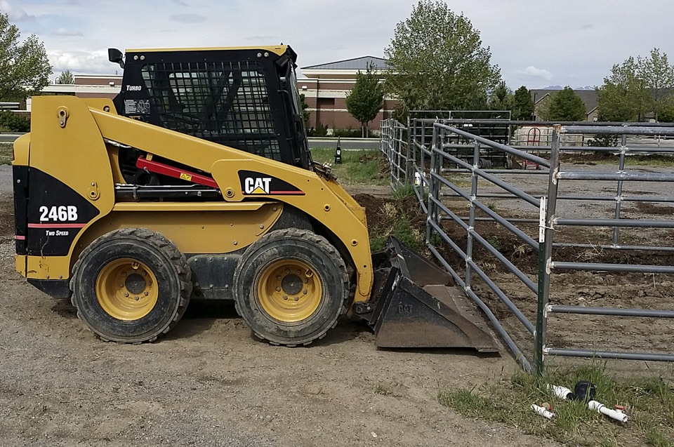 Bobcat