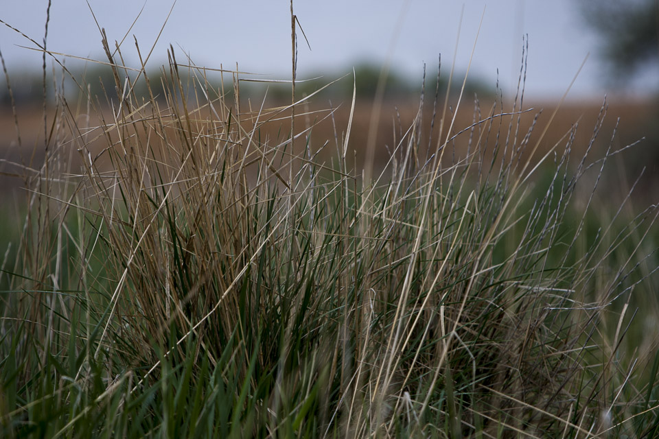 grass-1