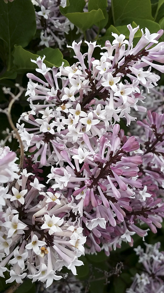 Spring Flowers