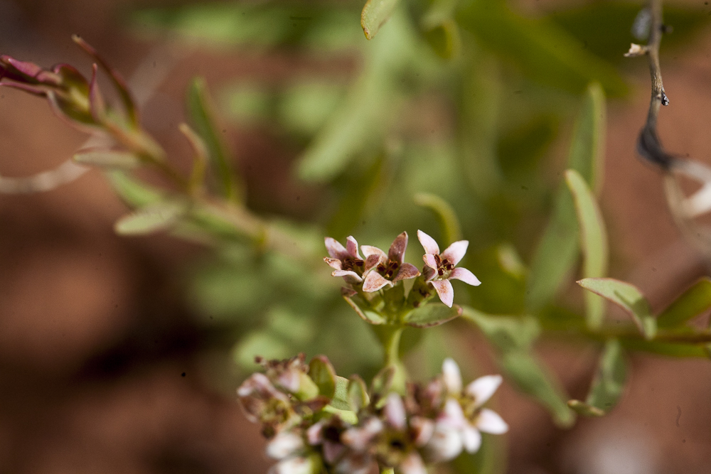 close up flower-2