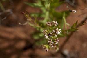 Tiny Flowers