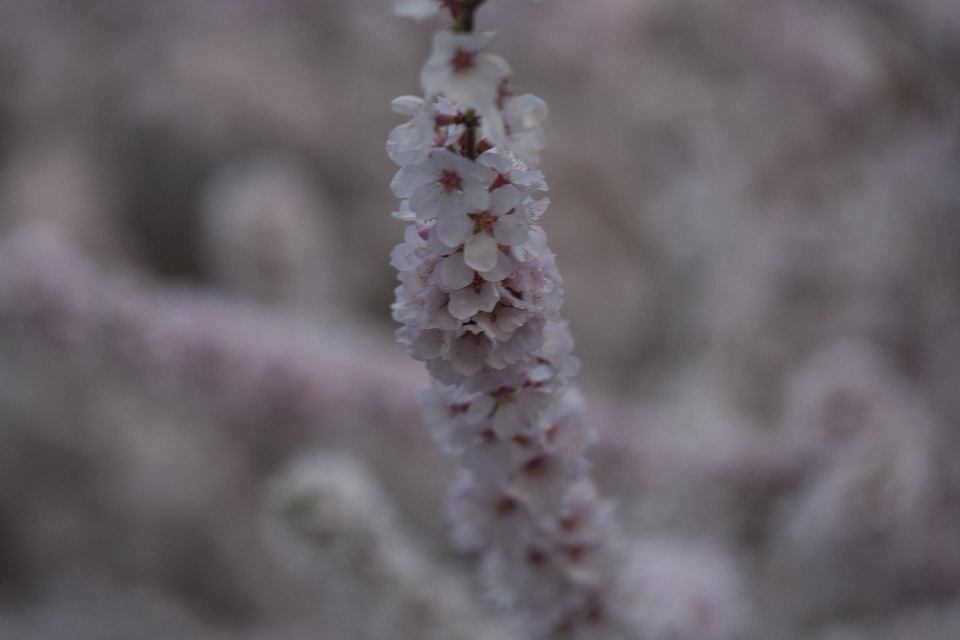 white in sticks-1