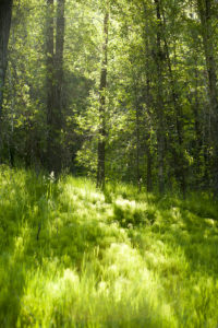 Green in the Canyon