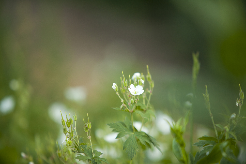 White Flower