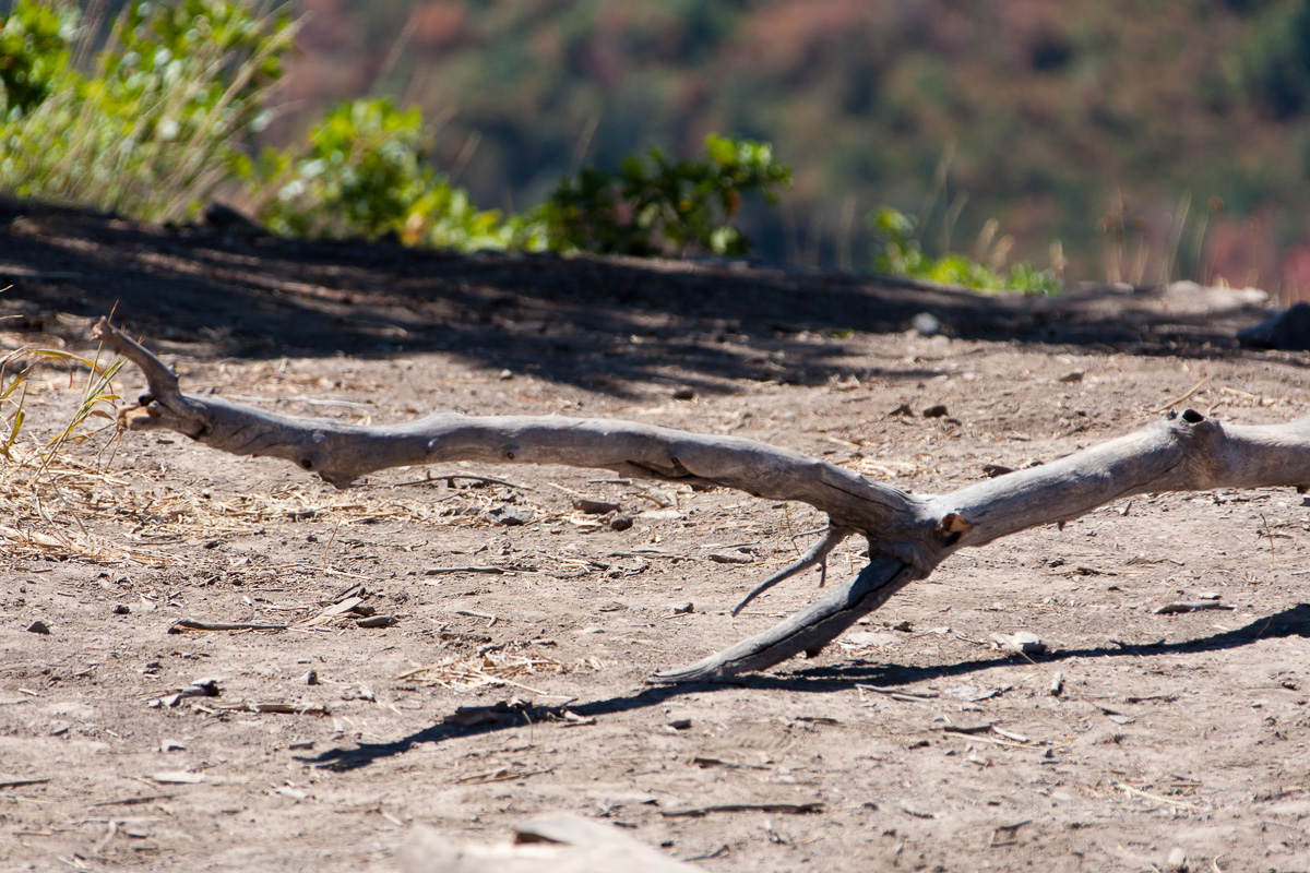 Dead Wood