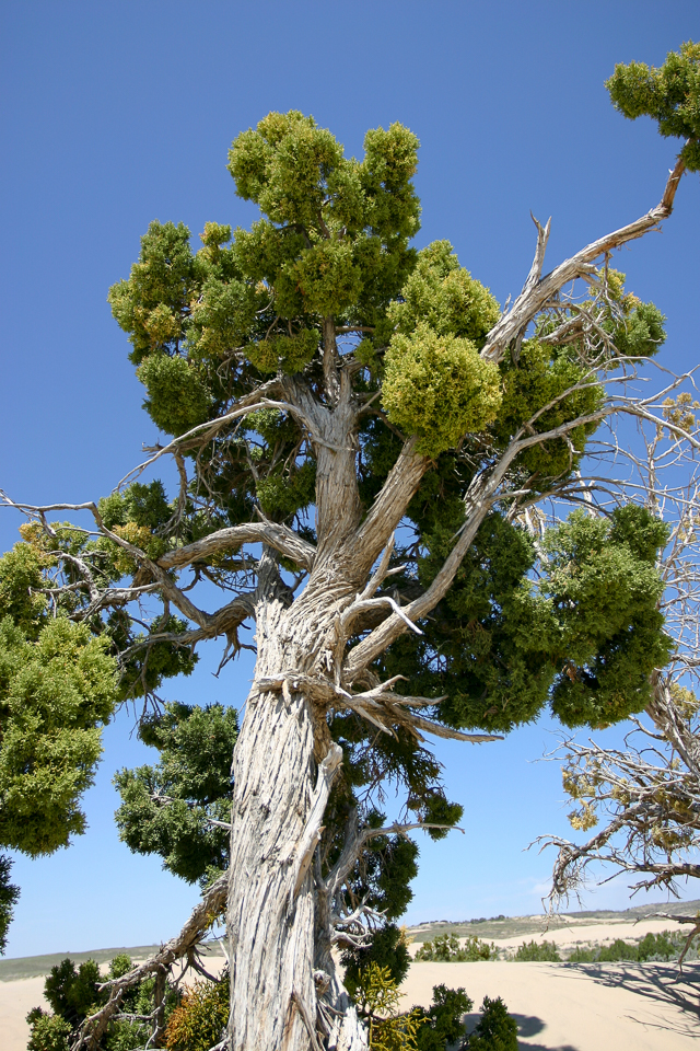 desert-tree-2