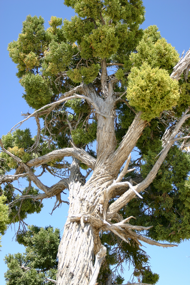 desert-tree-3