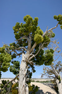 Desert Tree