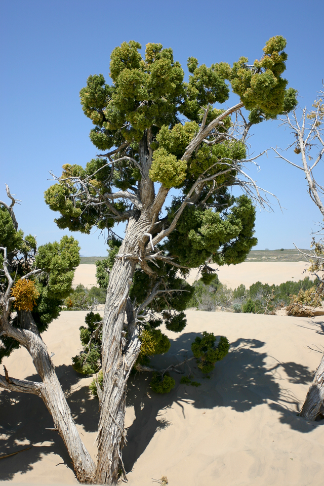 desert-tree