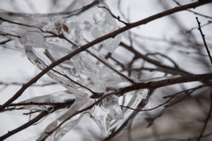 Ice on branches