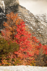 Snow covered fall trees