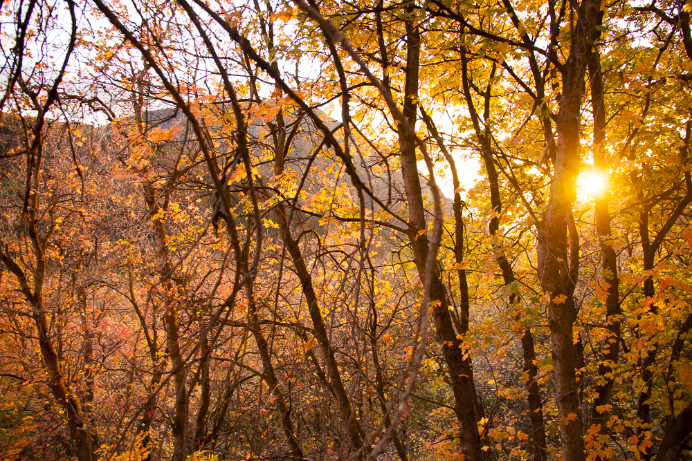 Fire leaves