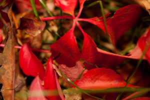 Red Leaves