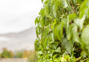 Vines up close