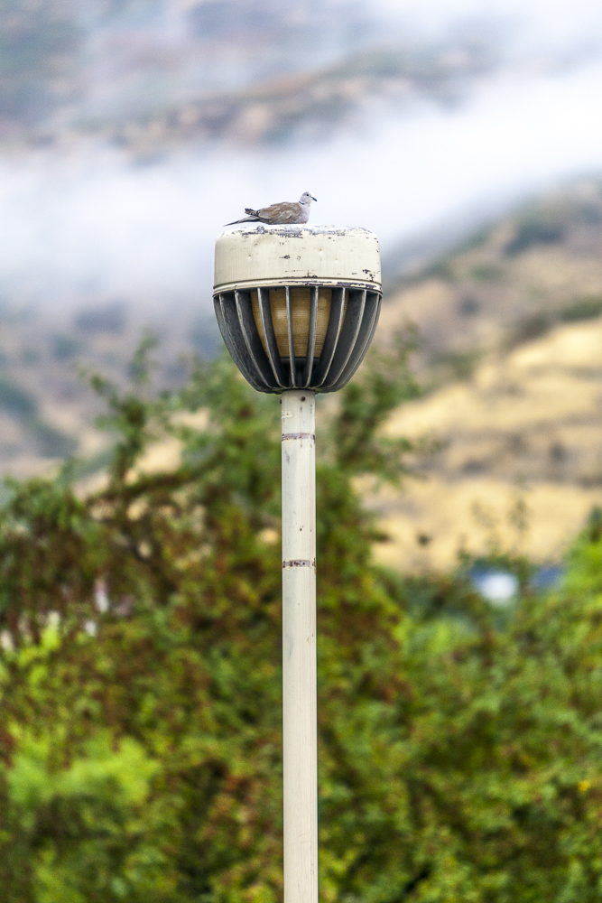 Bird on the light post