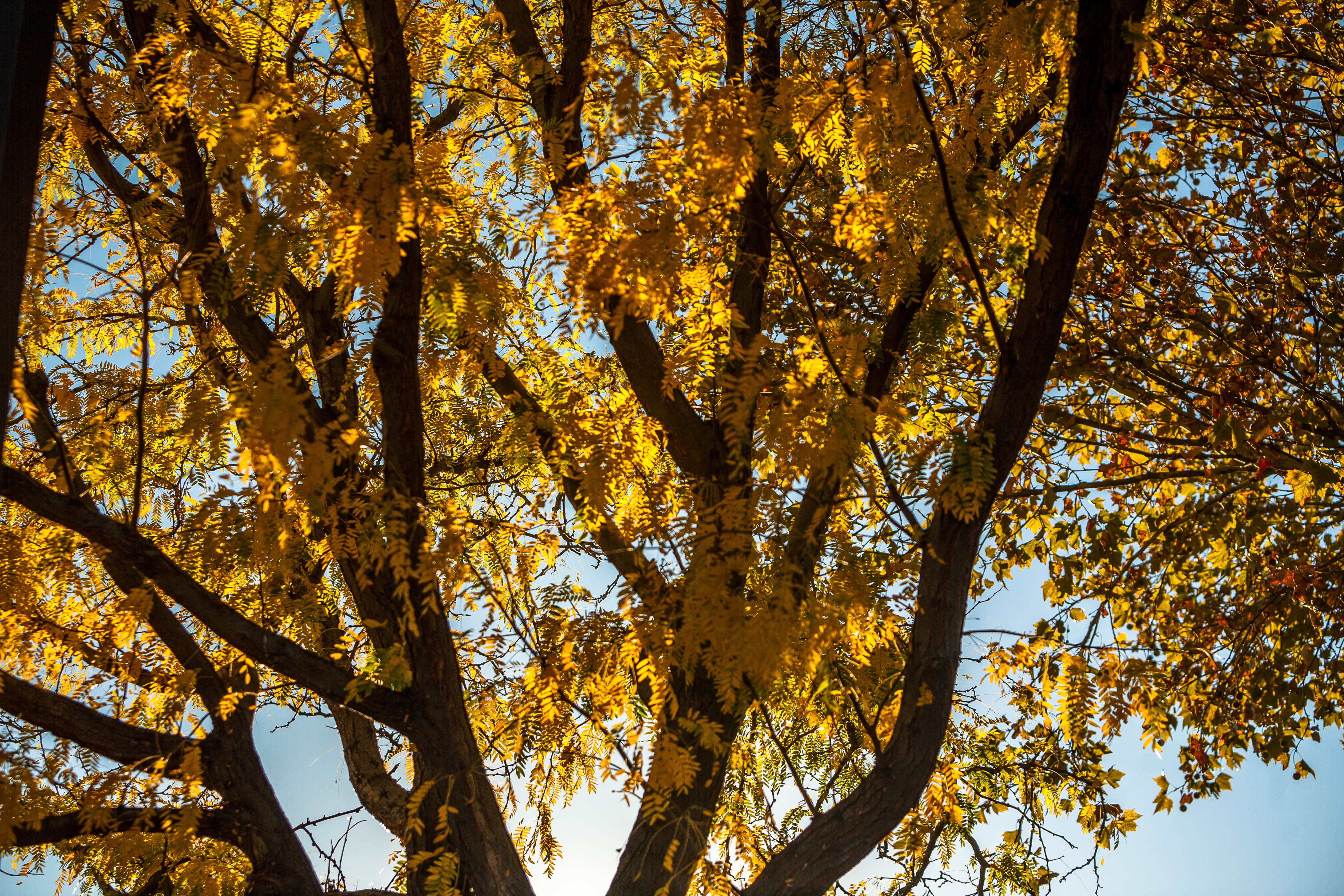 A couple of Tree shots