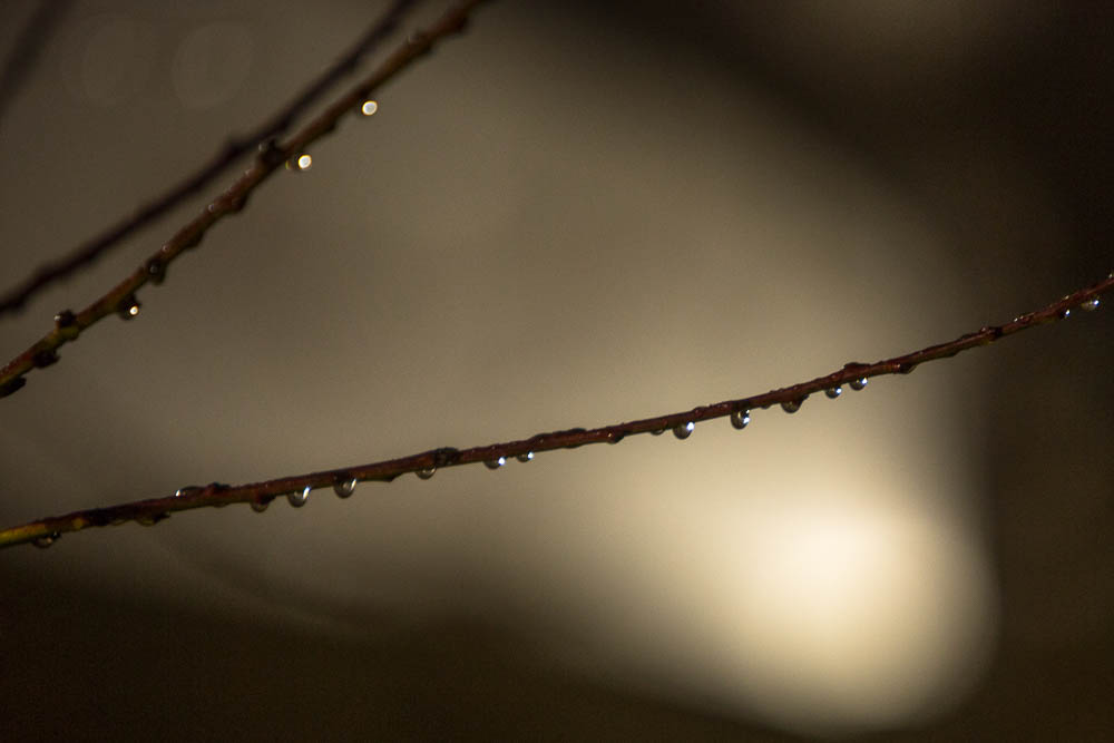 Branches in the Fog