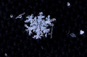 Snow Flake