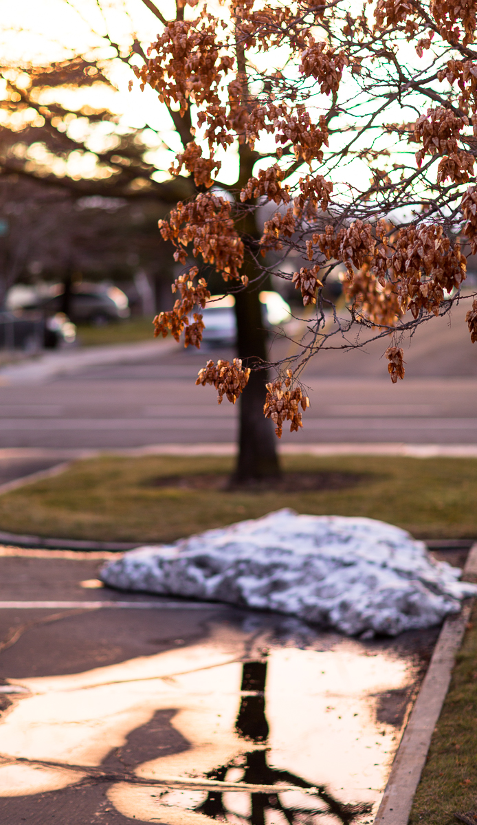 Tree Reflection