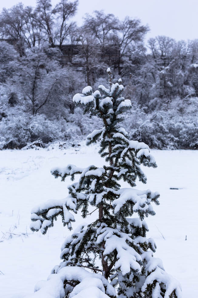 Snow Covered Pine