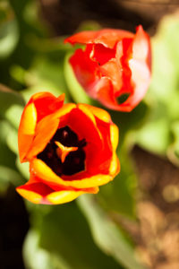 Tulip