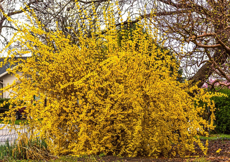 Yellow Bush