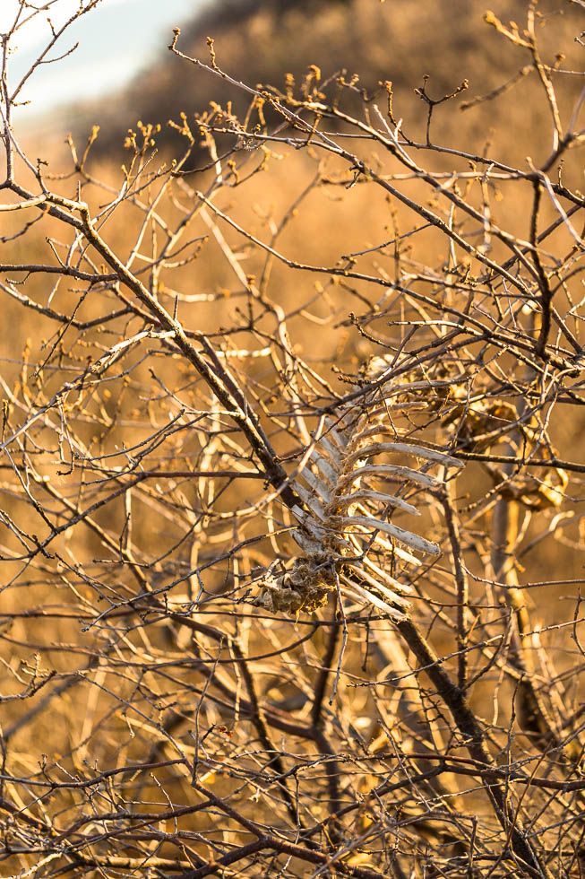 Bones in a tree