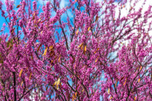 Beautiful Blossoms