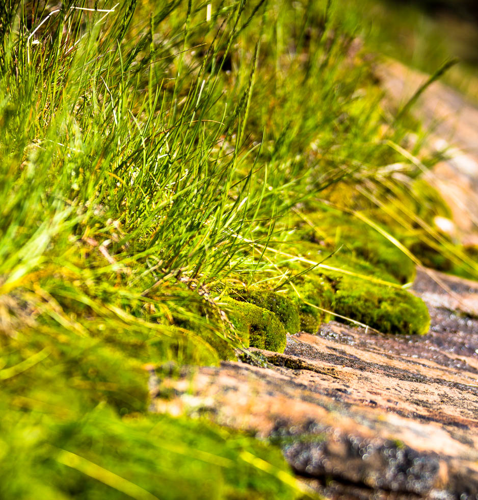 Moss on Rocks