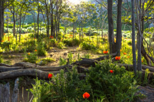 Poppies